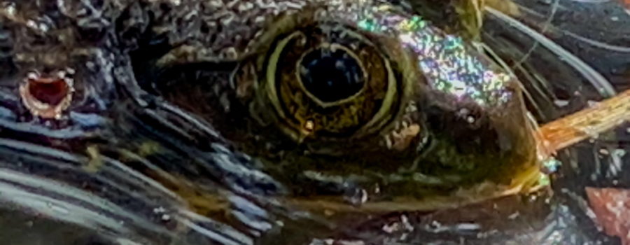 A closeup image of the head and face of an American bullfrog as it floats on a pond on a sunny fall afternoon