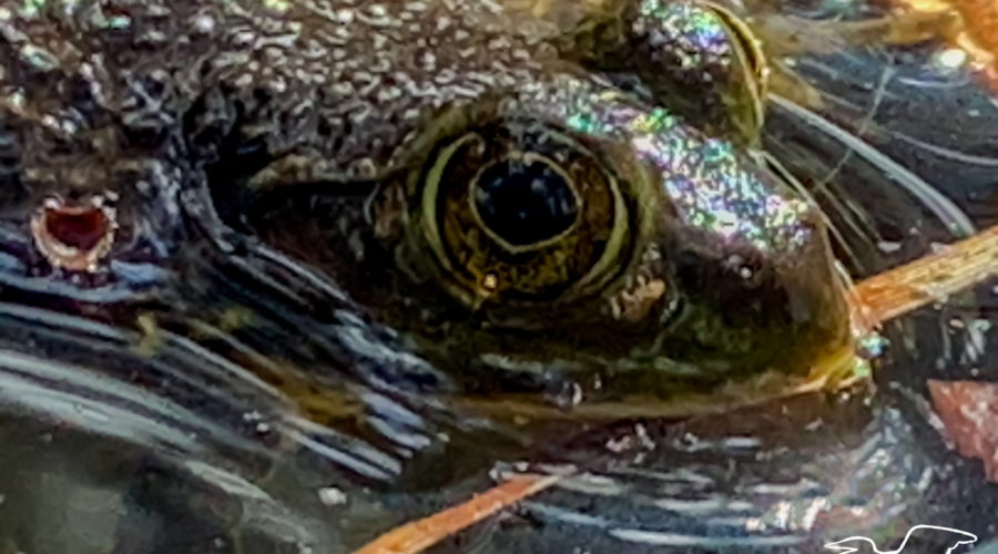 A closeup image of the head and face of an American bullfrog as it floats on a pond on a sunny fall afternoon