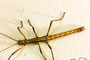 A yellow and brown, two striped walking stick resting on a white painted wall