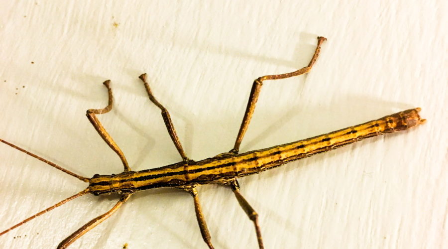 A yellow and brown, two striped walking stick resting on a white painted wall