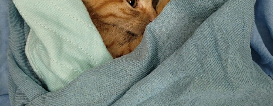 An orange tabby cat wrapped in a blanket while recovering from surgery during a TNR program