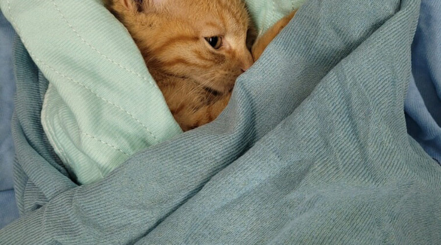 An orange tabby cat wrapped in a blanket while recovering from surgery during a TNR program