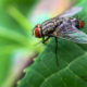 How to Identify Stable Flies and Get Rid of Them
