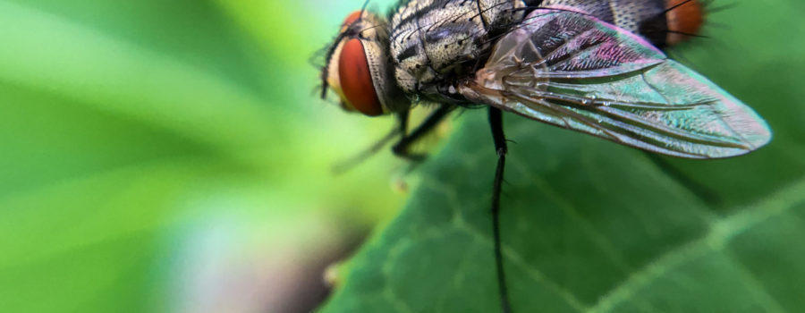 A stable fly or biting fly resting on a leaf