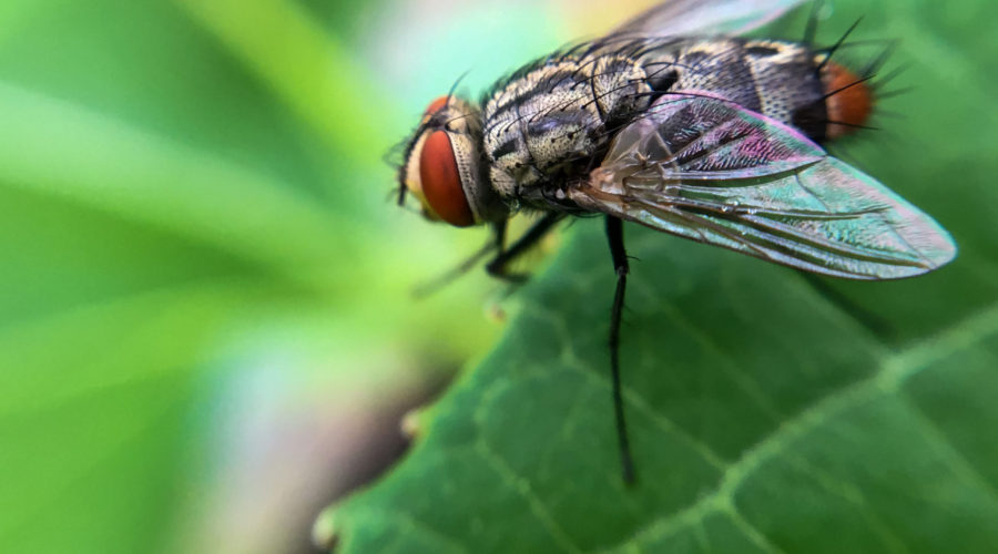 A stable fly or biting fly resting on a leaf