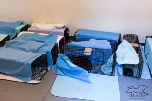 A bunch of feral cats in live traps await sterilization surgery in a holding area. Each rectangular trap is covered to decrease the stress for the cats