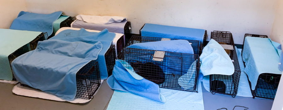 A bunch of feral cats in live traps await sterilization surgery in a holding area. Each rectangular trap is covered to decrease the stress for the cats