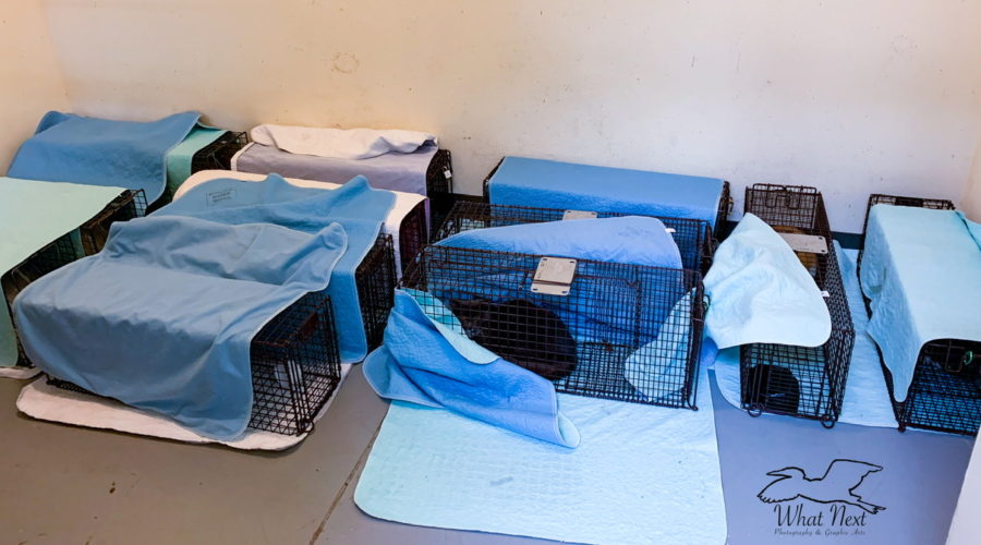 A bunch of feral cats in live traps await sterilization surgery in a holding area. Each rectangular trap is covered to decrease the stress for the cats