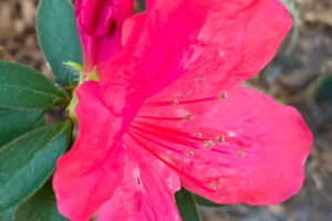 A bright pink azalea flower in full bloom and surrounded by green leaves in the late fall