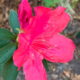 The Unusual Azalea that Flowered in the Fall