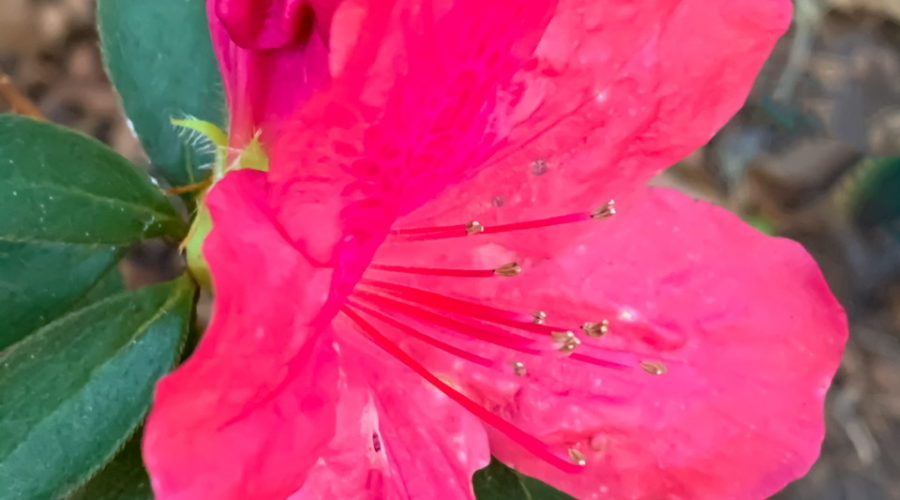 A bright pink azalea flower in full bloom and surrounded by green leaves in the late fall