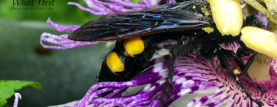 A scoliid wasp with its head buried in a passion fruit flower as it feeds on nectar