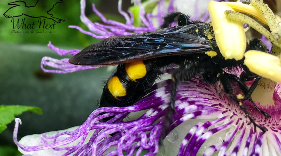 A scoliid wasp with its head buried in a passion fruit flower as it feeds on nectar
