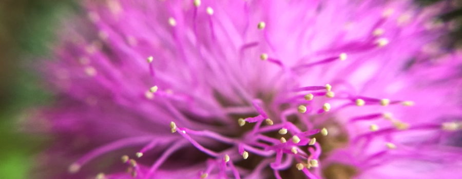 A closeup photograph of a brilliant pink round powderpuff flower.