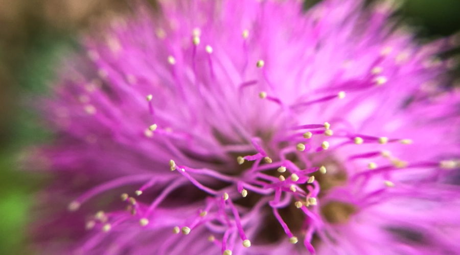 A closeup photograph of a brilliant pink round powderpuff flower.