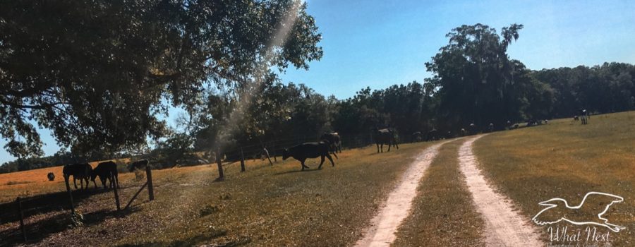 A full color photo of several black angus cattle as they cross under some oak trees from one field to another.