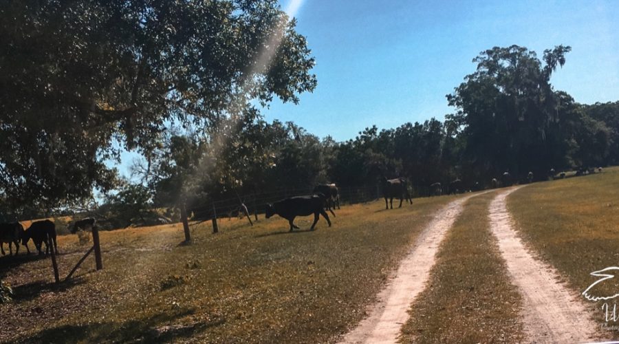 A full color photo of several black angus cattle as they cross under some oak trees from one field to another.