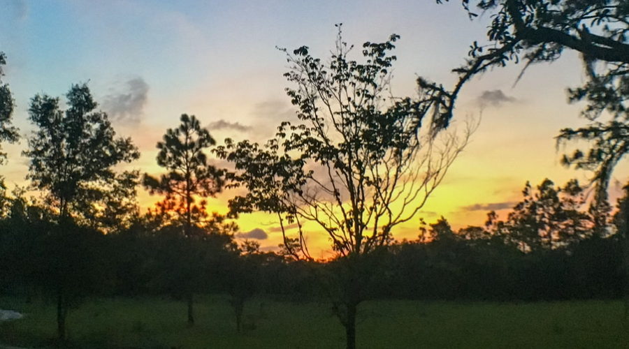 A single small live oak tree is silhouetted against an orange sun setting in a lightly clouded blue sky. Larger oaks and pines surround the central subject.