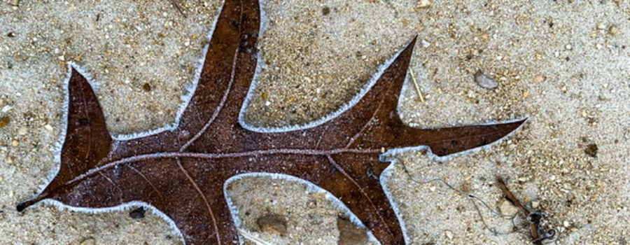 A dead oak leaf lying on a bed of sand is frosted on the edges after a cold night in north central Florida.