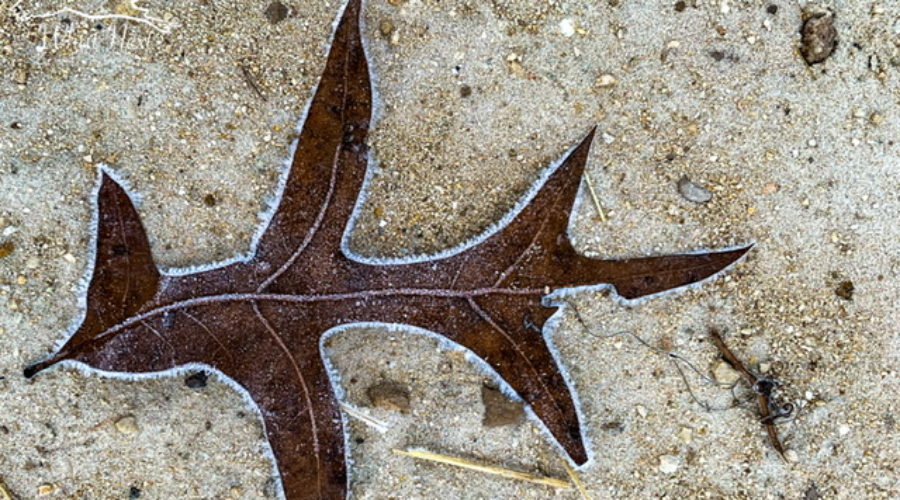 A dead oak leaf lying on a bed of sand is frosted on the edges after a cold night in north central Florida.