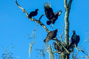 Four black vultures and a turkey vulture rest in a tree as another comes in for a landing