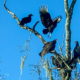 There’s a Special Place in my Heart for Black Vultures