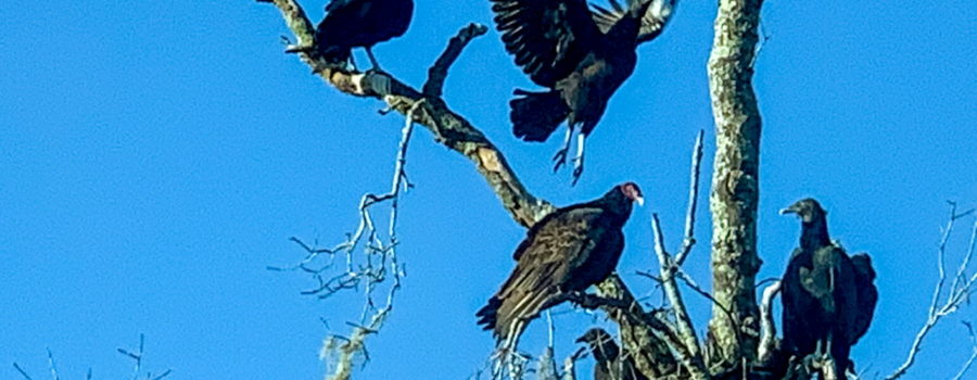 Four black vultures and a turkey vulture rest in a tree as another comes in for a landing