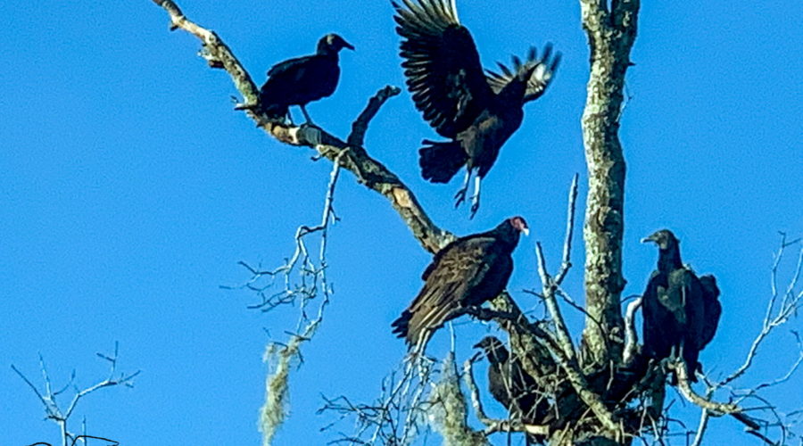 Four black vultures and a turkey vulture rest in a tree as another comes in for a landing