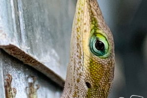 A closeup image of a green anole n brown phase. The shot emphasizes the blueish green eye.