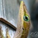 The Beautiful Green Anole is the Only Anole that is Native to the US