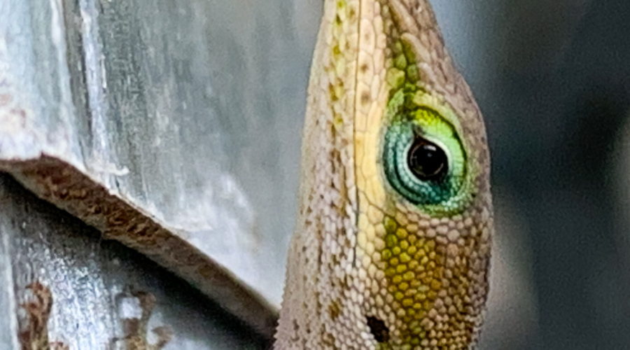 A closeup image of a green anole n brown phase. The shot emphasizes the blueish green eye.