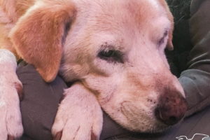 A closeup photo of the face of a mixed breed, yellow dog resting quietly on a grey pillow.