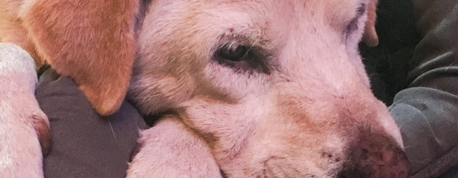 A closeup photo of the face of a mixed breed, yellow dog resting quietly on a grey pillow.