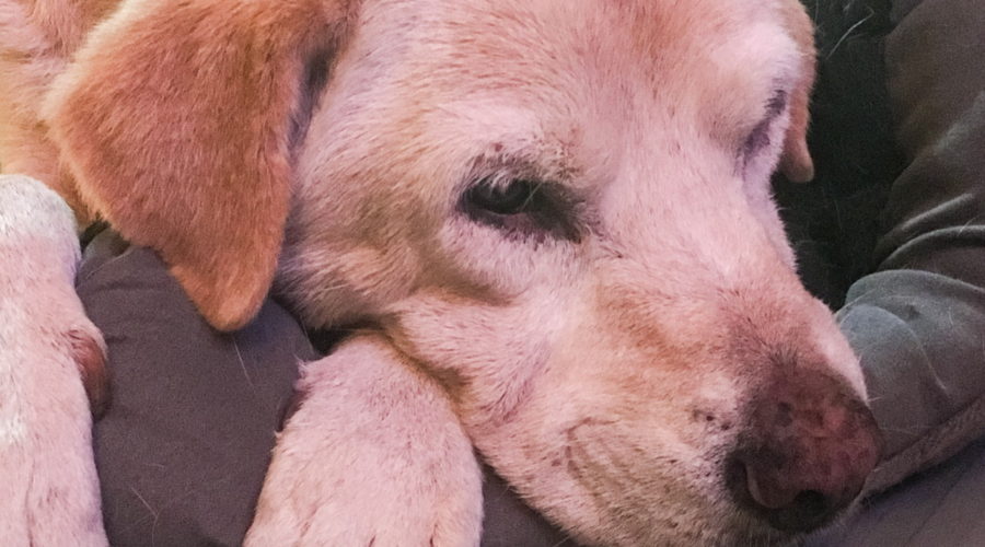 A closeup photo of the face of a mixed breed, yellow dog resting quietly on a grey pillow.