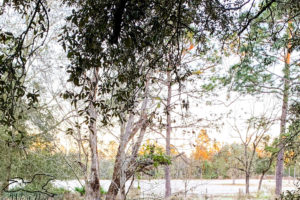 A layer of white frost covers the ground and some of the plant life on an early winter morning in Florida.