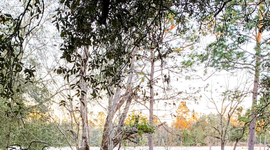 A layer of white frost covers the ground and some of the plant life on an early winter morning in Florida.