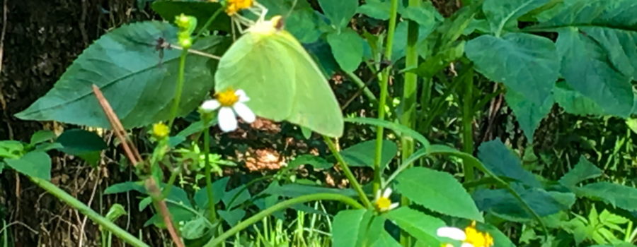 A beautiful green cloudless sulphur butterfly holds onto the yellow center of a blackjack flower and extends it’s long tongue to feed.
