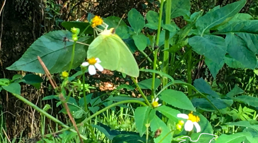 A beautiful green cloudless sulphur butterfly holds onto the yellow center of a blackjack flower and extends it’s long tongue to feed.