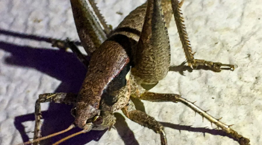 A brownish green katydid clinging onto an aluminum door