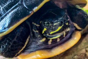 A closeup image of a dark green and yellow aquatic turtle’s face as it sits on a rock sunning
