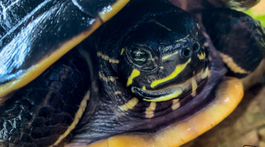 A closeup image of a dark green and yellow aquatic turtle’s face as it sits on a rock sunning