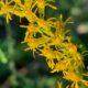 Canada Goldenrod: Invasive Weed or Beautiful Wildlife Attractor?