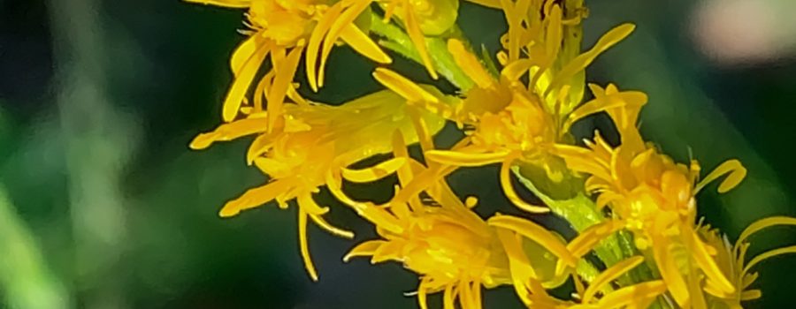 Canada Goldenrod: Invasive Weed or Beautiful Wildlife Attractor?