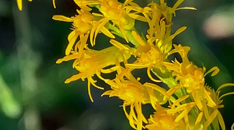 Canada Goldenrod: Invasive Weed or Beautiful Wildlife Attractor?