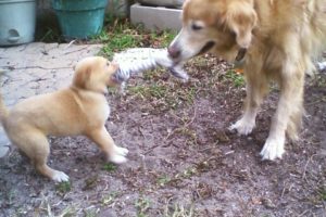 An adult golden retriever and a golden retriever puppy play tug with a rope toy in a grassy backyard.
