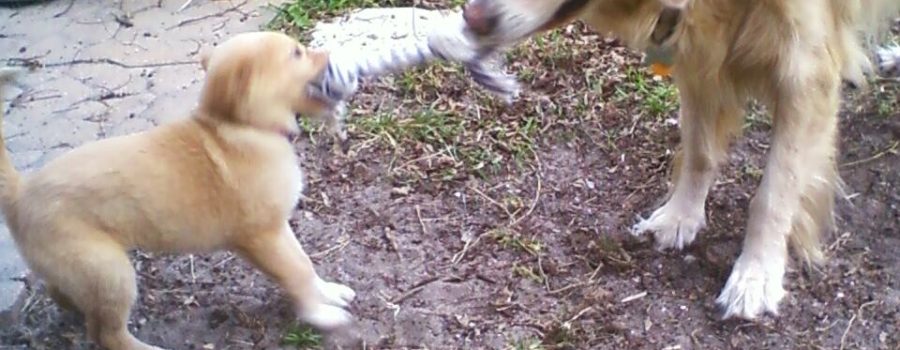 An adult golden retriever and a golden retriever puppy play tug with a rope toy in a grassy backyard.