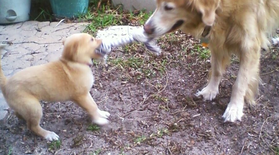 An adult golden retriever and a golden retriever puppy play tug with a rope toy in a grassy backyard.