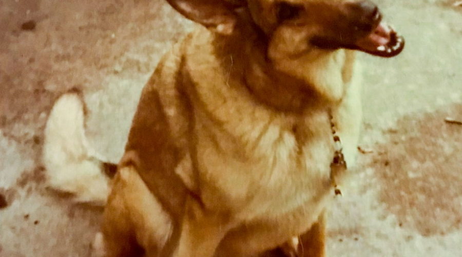 A German shepherd mix dog sitting looking at the camera with her head cocked and ears up.