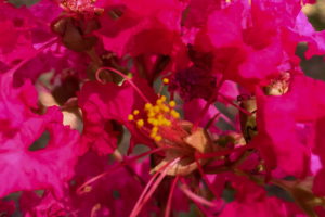 A closeup shot of a bunch of red crepe myrtle flowers surrounding a bud that is beginning to open, exposing its yellow and red tassel like stamens