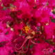 Crepe Myrtles are Beautiful and Easy to Keep